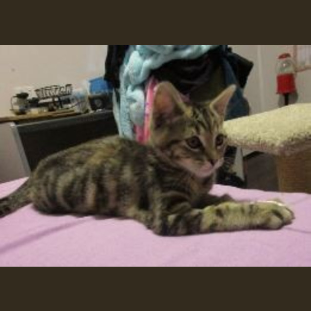 Photo of Shaka