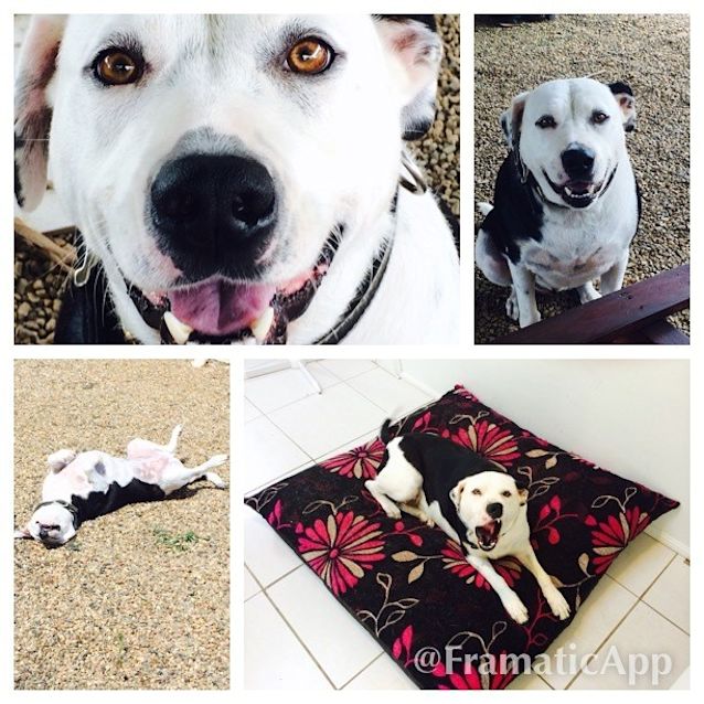 Photo of Ella (Adoption Pending)