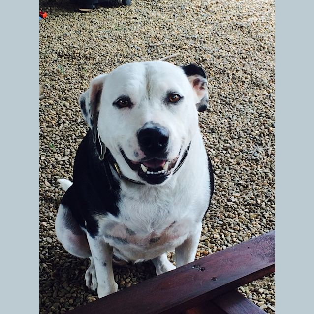 Photo of Ella (Adoption Pending)