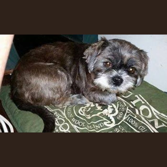 Photo of Holly (Adoption Pending)