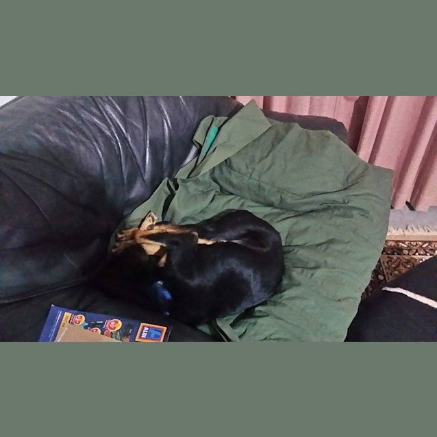 Photo of Jessie (Under Application)