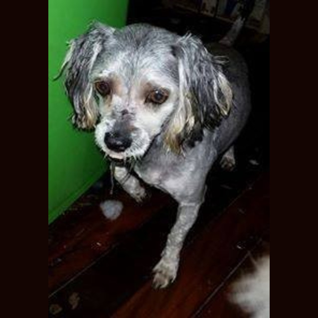 Photo of Oscar (Adoption Pending)