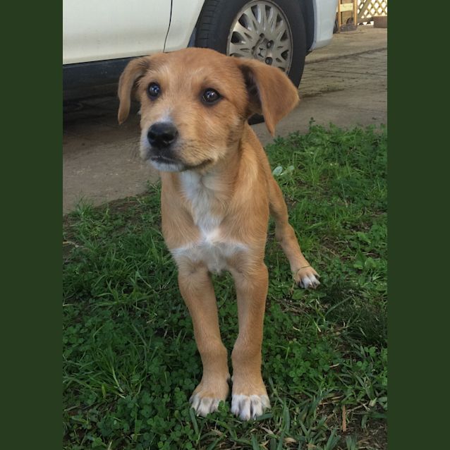 Photo of Kobi