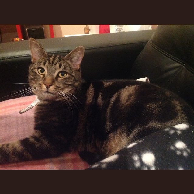 Photo of Tiger