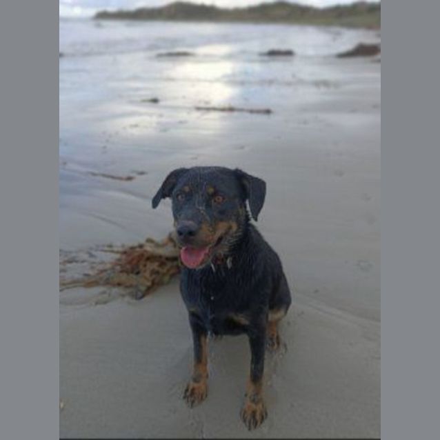 Photo of Daisy