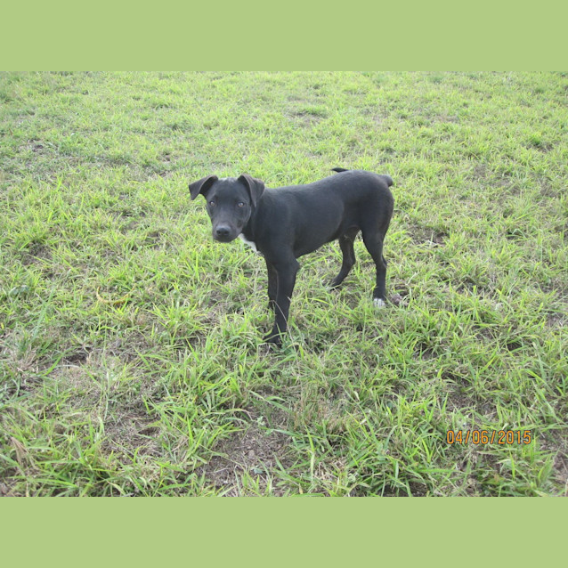 Photo of Clay (Adoption Pending)