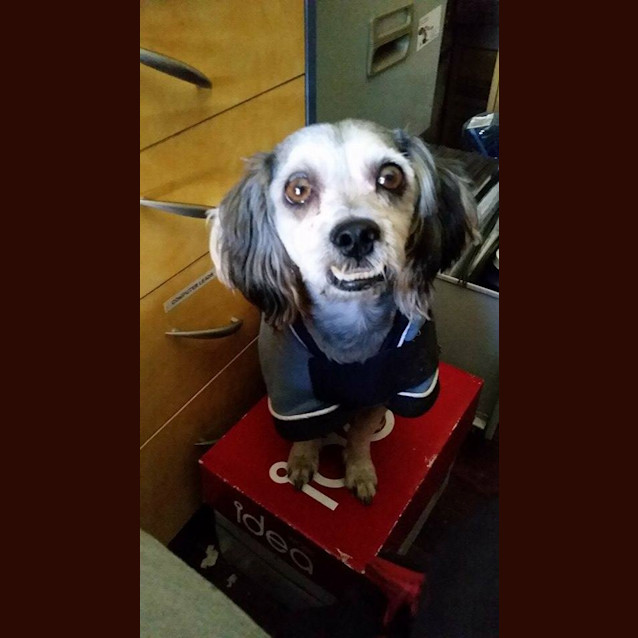 Photo of Oscar (Adoption Pending)