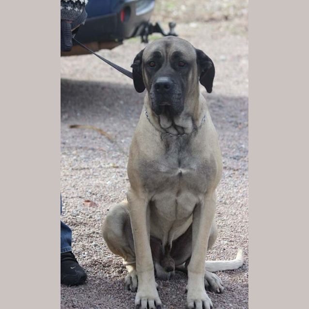 Photo of Dozer