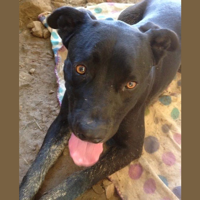 Photo of Toby (Adoption Pending)