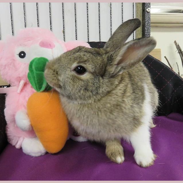 Photo of Trinket