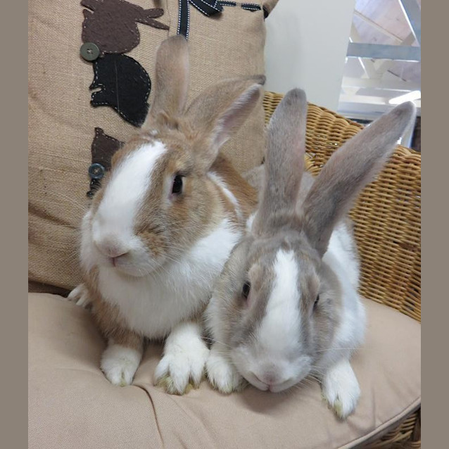 Photo of Sophie And Cocomo