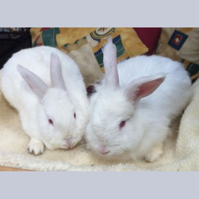 Photo of Grace & Millie