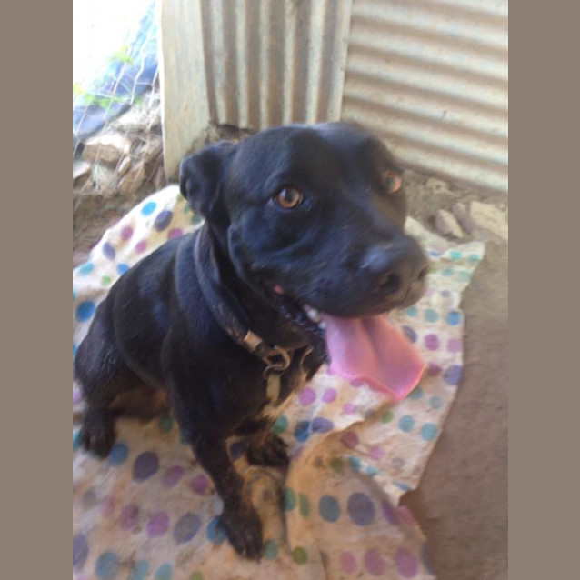 Photo of Toby (Adoption Pending)