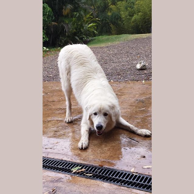 Photo of Sarge