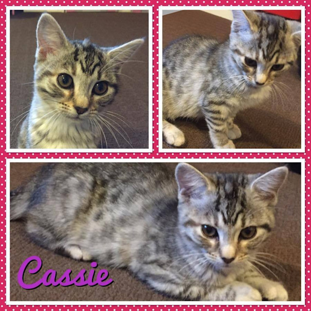Photo of Cassie   Kitten Kapers Rescue 