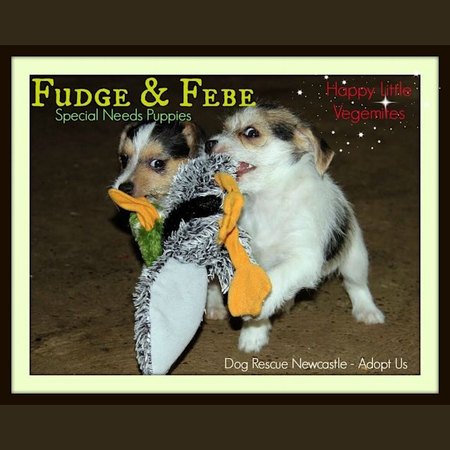 Photo of Fudge And Febe  (On Trial 9/7/15)