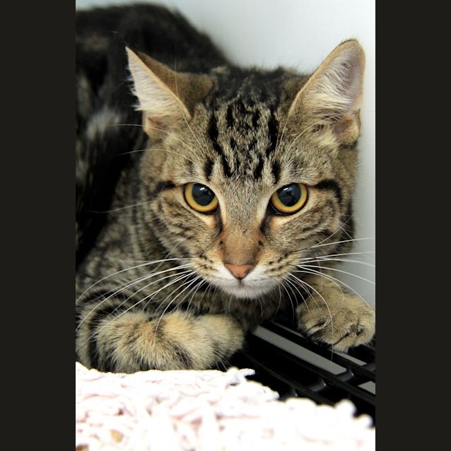 Photo of Rebel