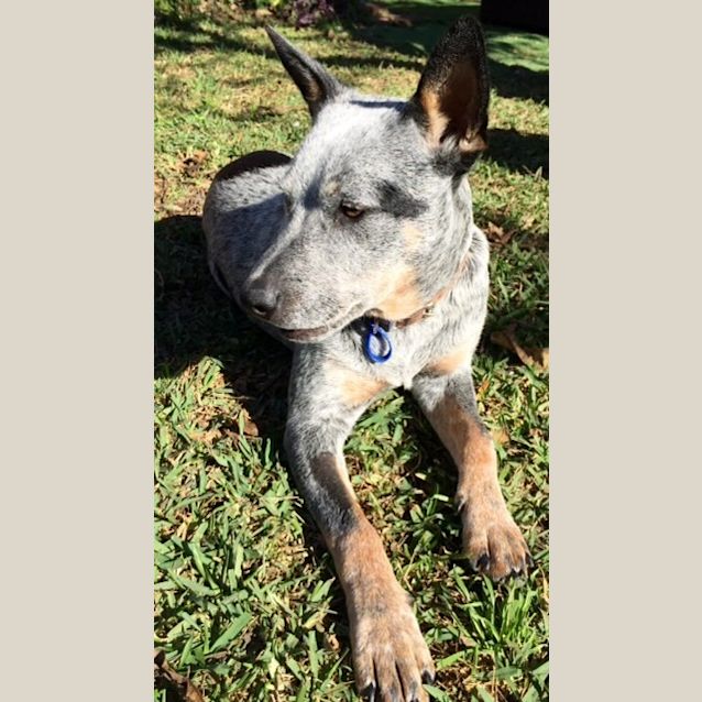 Photo of Digby ~ Cattle Dog Puppy (On Trial 18/7/15)