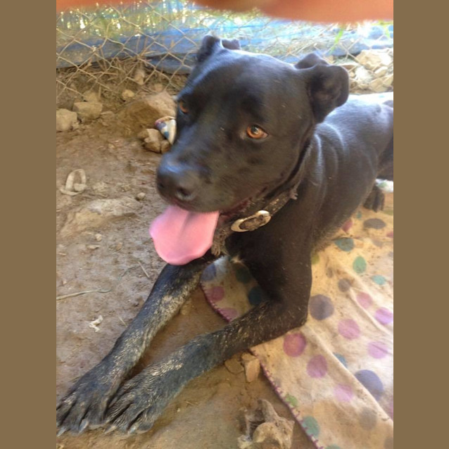 Photo of Toby (Adoption Pending)