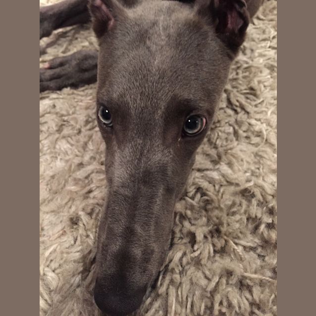 Photo of "Tex" The Little Rascal Pup. Brisbane/Gold Coast