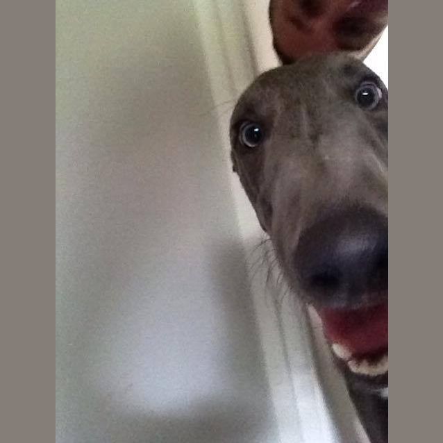 Photo of "Tex" The Little Rascal Pup. Brisbane/Gold Coast