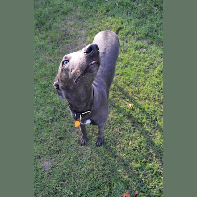Photo of "Tex" The Little Rascal Pup. Brisbane/Gold Coast