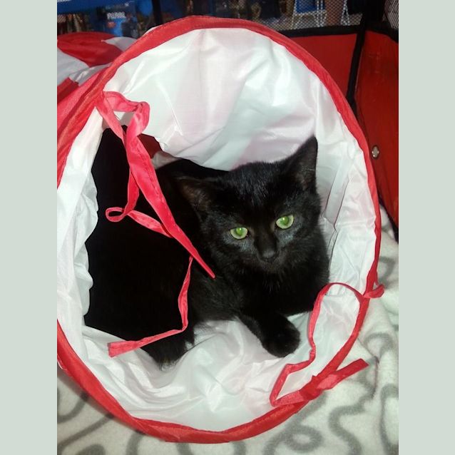 Photo of Tullurium ** Adoption Day **