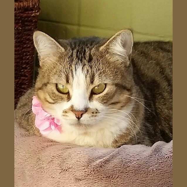 Photo of Lola   Urgent Home Or Foster Carer Needed