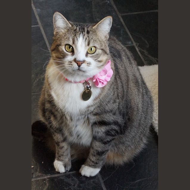 Photo of Lola   Urgent Home Or Foster Carer Needed