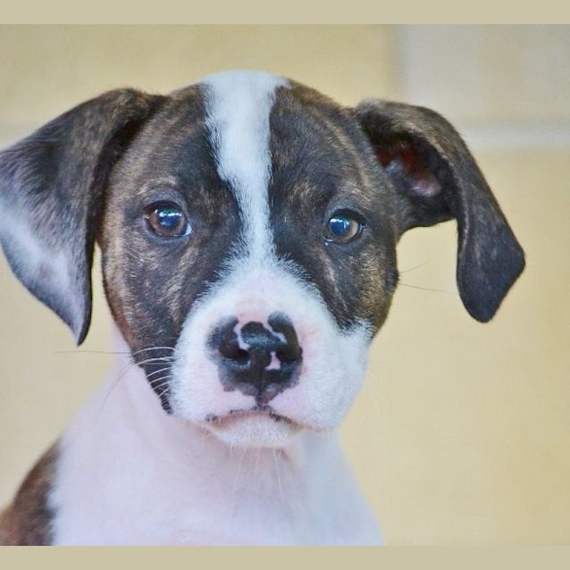Photo of Duke
