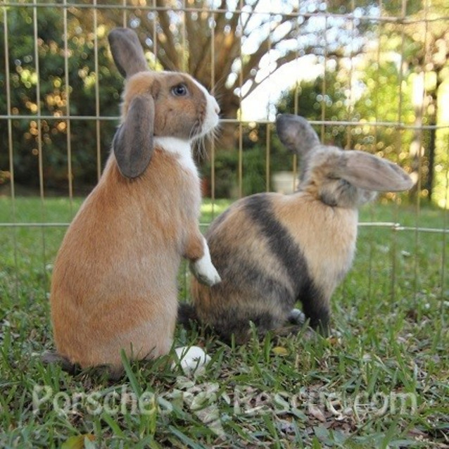 Photo of Benedict And Bartleby