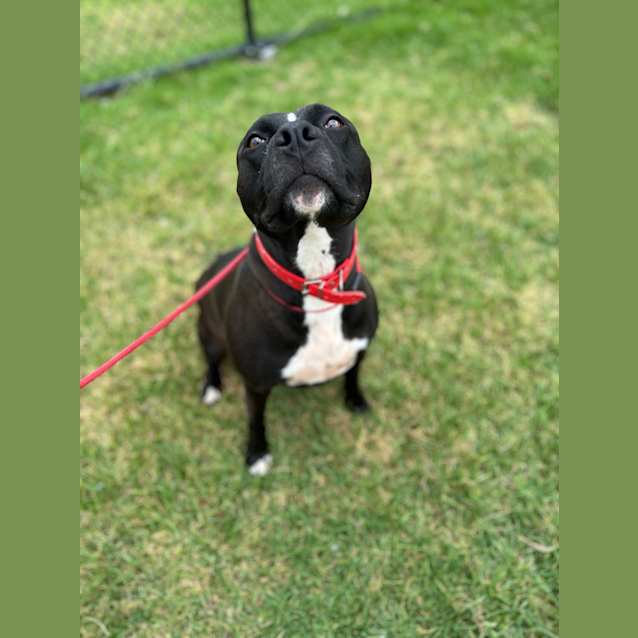 Photo of Luna