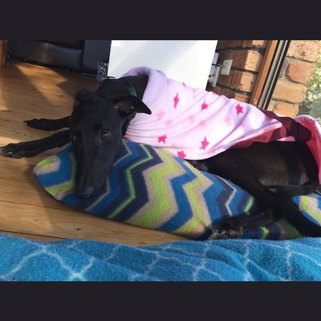 Photo of “Birdy”, Sweet Kisses Pup, Brisbane