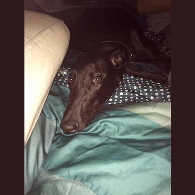 Photo of “Birdy”, Sweet Kisses Pup, Brisbane