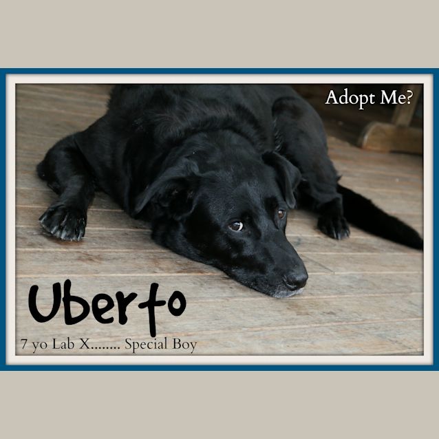 Photo of Uberto ~ Lab ~ Special Boy (On Trial 17/8/15)