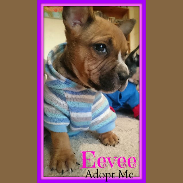 Photo of Eevee ~ Blue Cattle X Ridgeback (Trial 11/7/15)