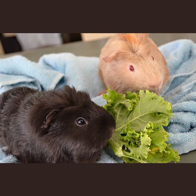 Photo of Mc Nugget And Mc Nigget