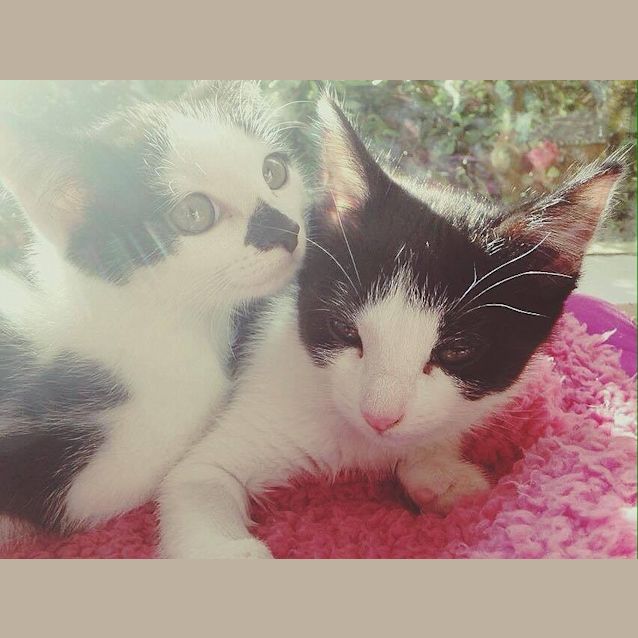 Photo of Orca & Oreo (Located In Bundoora)