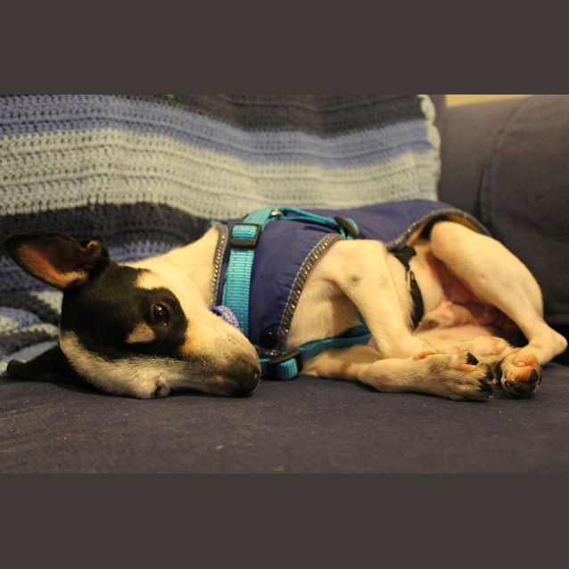 Photo of Cooper ~ Fox Terrier X (On Trial 12/7/15)