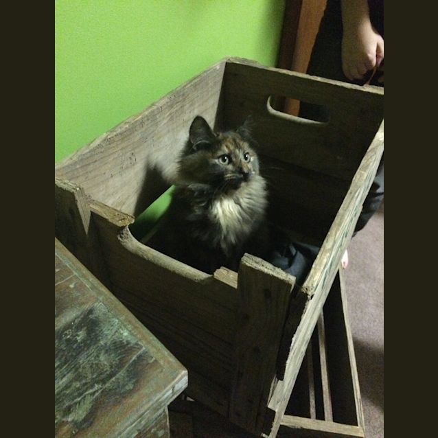 Photo of Greta Reduced To $120