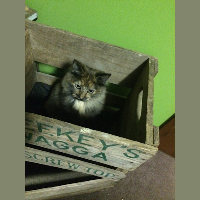 Photo of Greta Reduced To $120