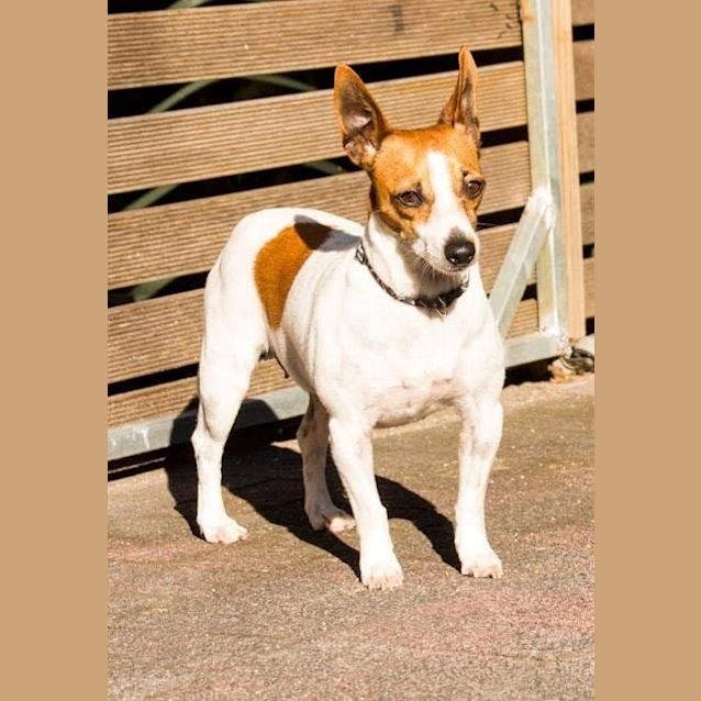 Photo of Daisy ~ Mini Foxy X (On Trial 7/8/15)