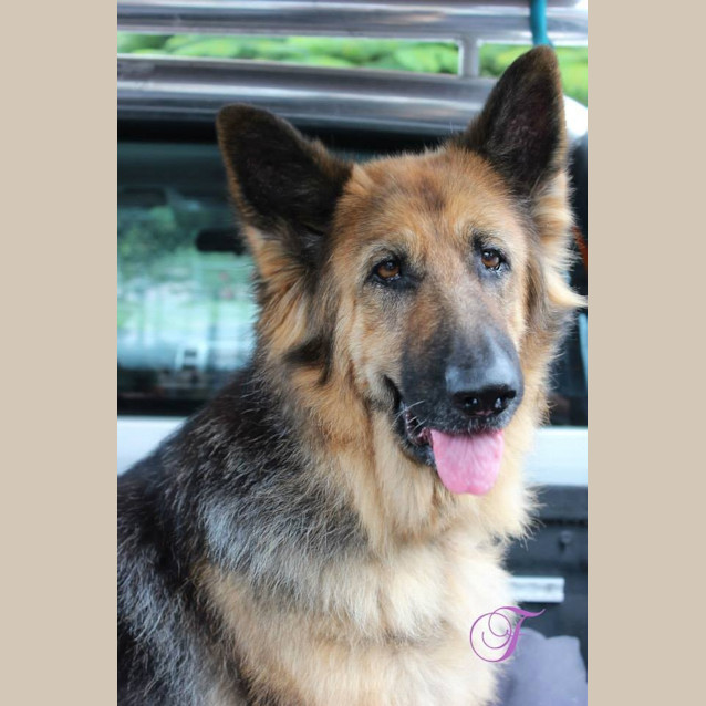 Photo of Sasha  *Adoption Pending*
