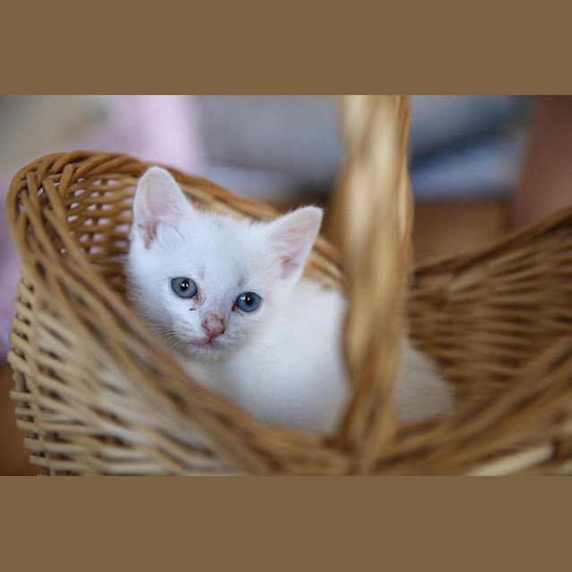 Photo of Diamond