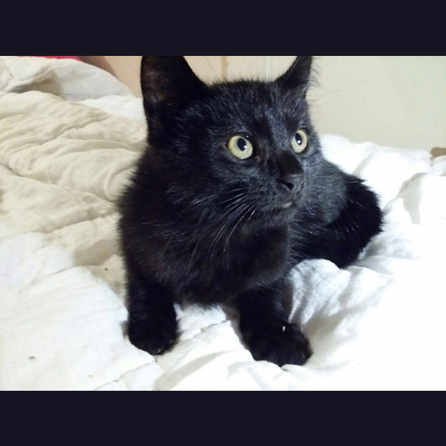 Photo of Bat Cat