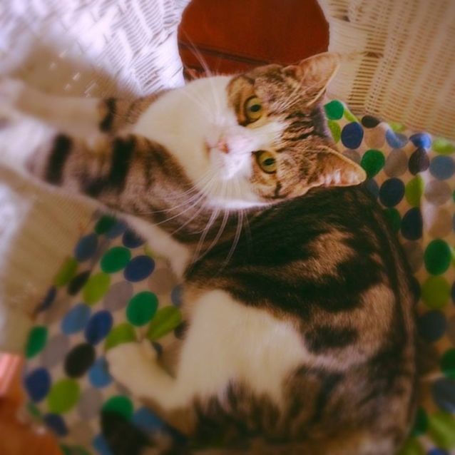 Photo of Tildi (Tripod)