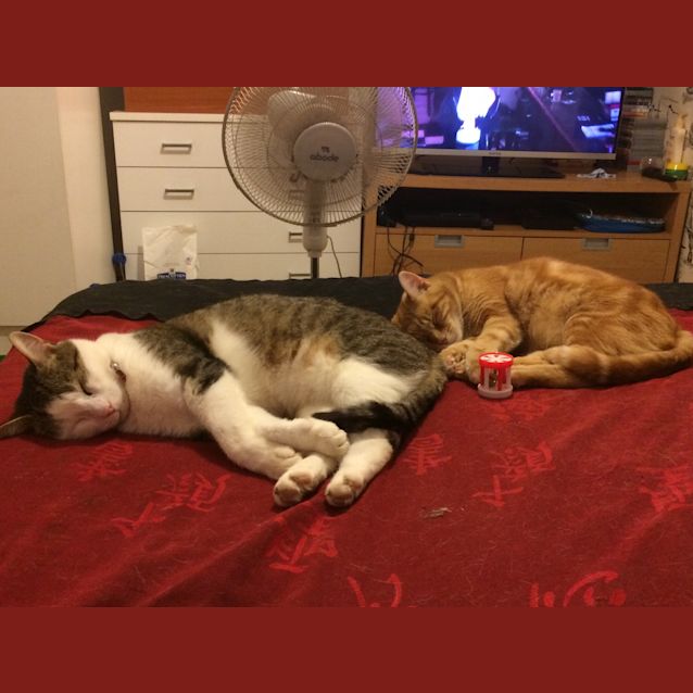 Photo of Ollie & Subby