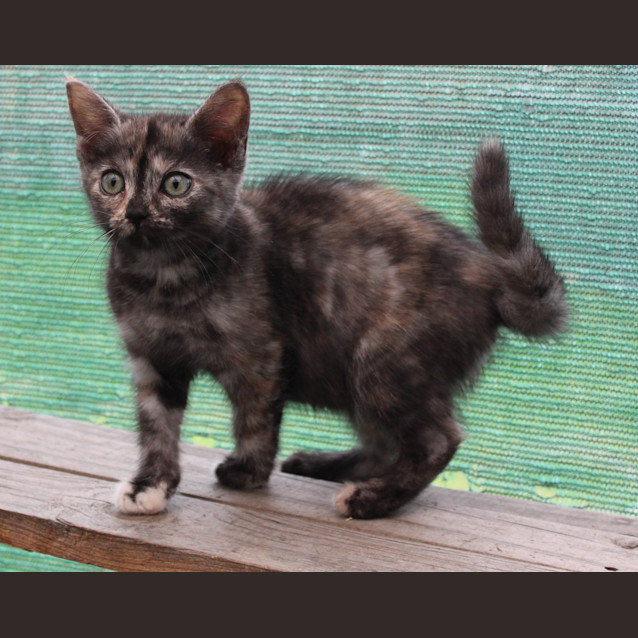 Photo of Vanessa Kensington ** 2nd Chance Cat Rescue**