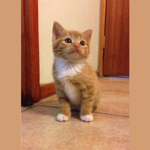 Photo of Louie