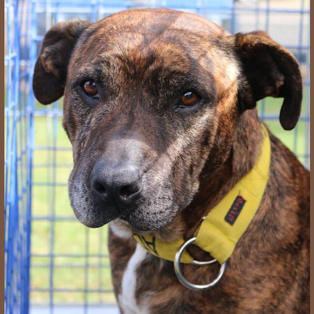 Photo of Major (At Rspca Big Adopt Day Sept 19 Brisbane)